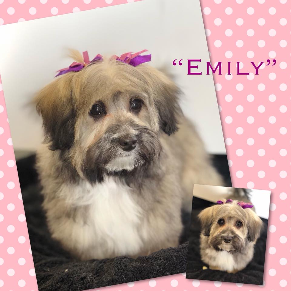 Cutetee Pet Salon Client 11 after Dog Grooming Hair Cut